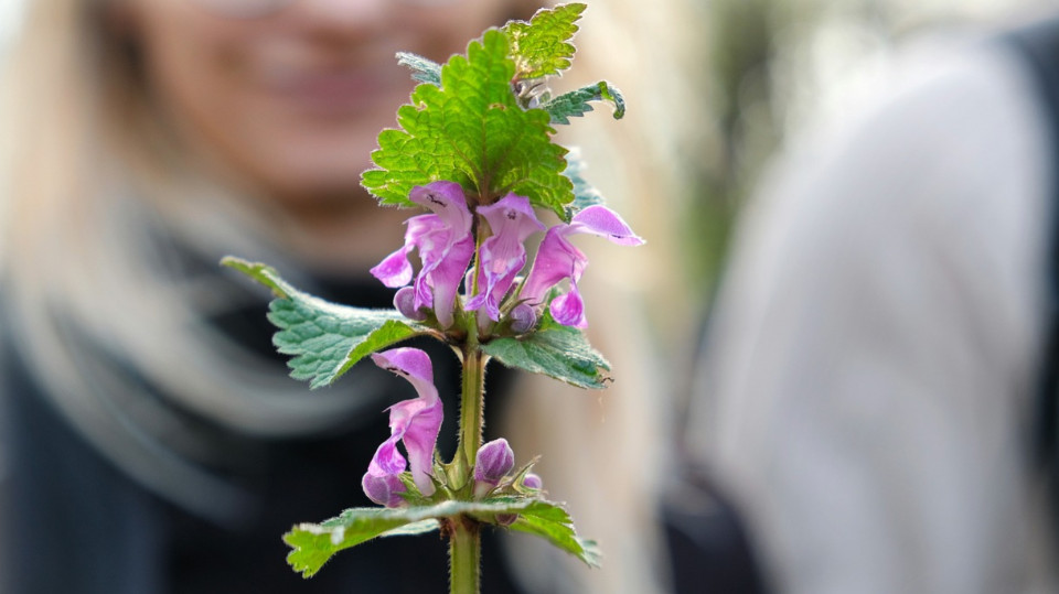 Wildkräuterwanderung im Orchideental