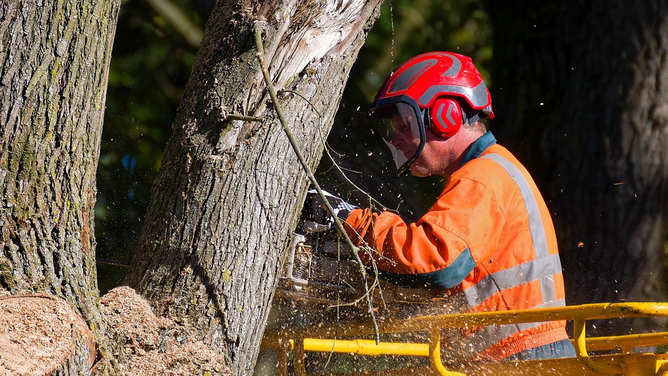 Baumpflege in Jena Ost: Halteverbote ab 20. Oktober