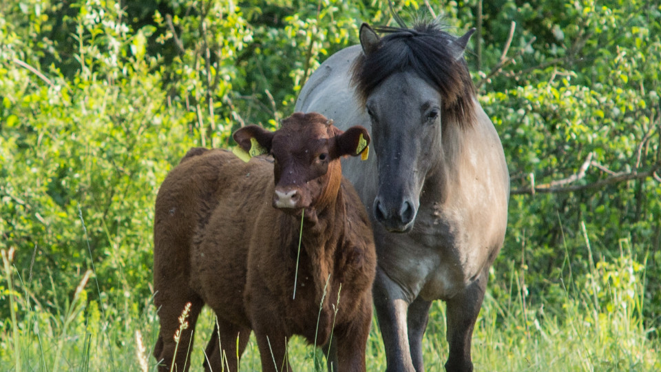 Filmabend: Wälder der Zukunft im Blick