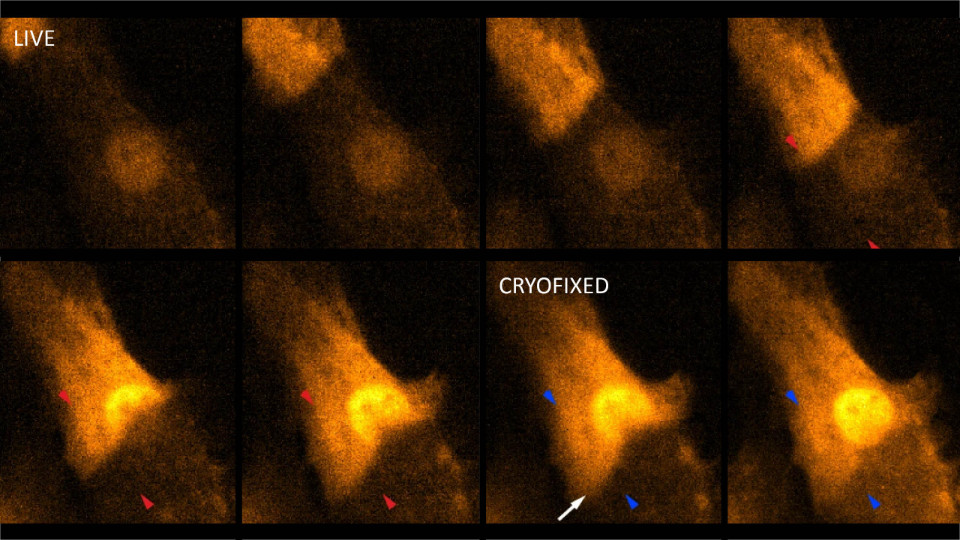 Jenaer Mikroskopie-Software macht Zellprozesse sichtbar
