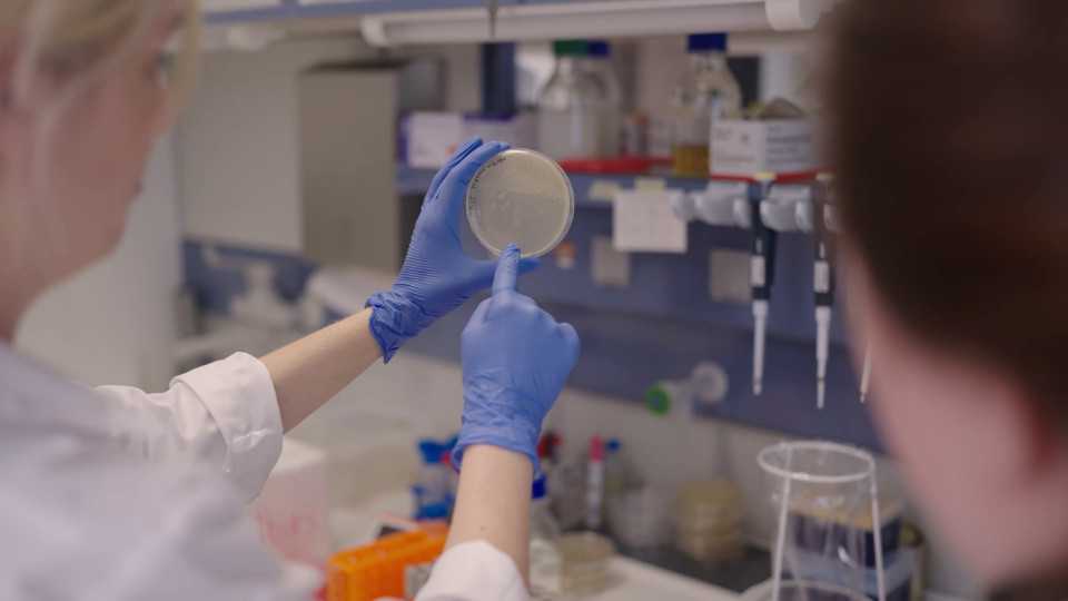 Jenaer Forschende entdecken neuen Überlebensmechanismus bei Bakterien