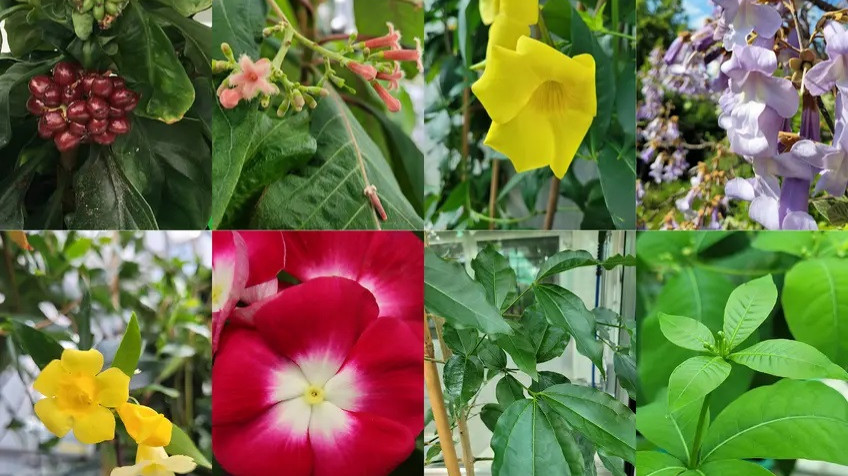 Letzter Schritt für die Biosynthese von Iridoiden aufgeklärt