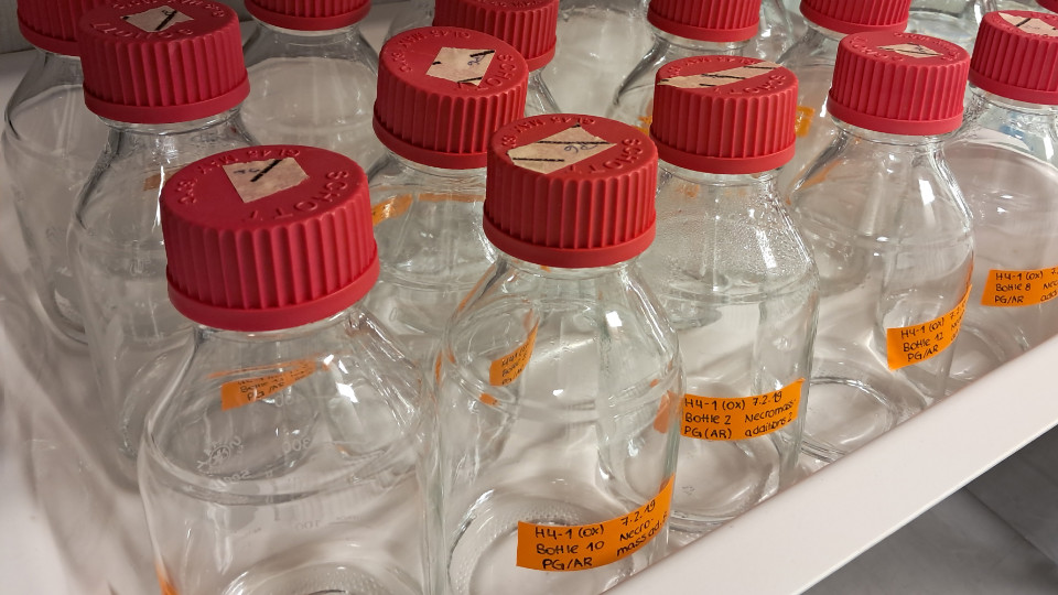 Jenaer Team kultiviert schwer zugängliche Grundwasser-Bakterien