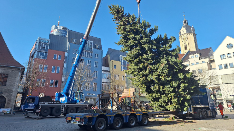 Fichte aus Cospeda ist diesjähriger Weihnachtsbaum 