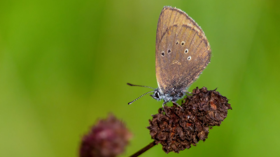 Kaum Spielraum für Aufwertung des Überschwemmungsgebietes in Jenas Norden