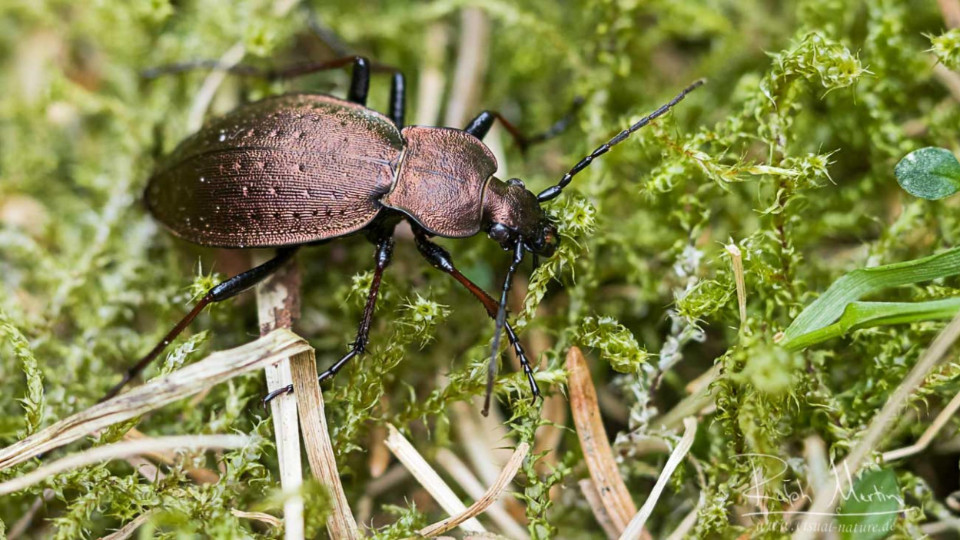 Rückgang der Laufkäfer in Deutschland