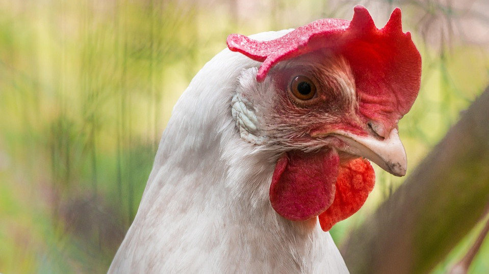 Allgemeinverfügung: Stallpflicht in mehreren Jenaer Stadtteilen