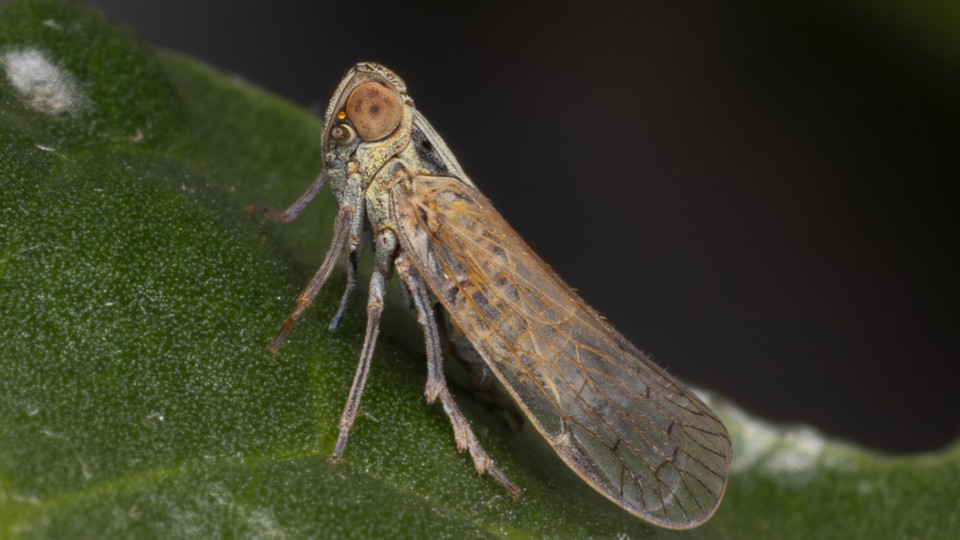 Super-Schädling vereint breites Mikrobenspektrum Super-Schädling vereint breites Mikrobenspektrum