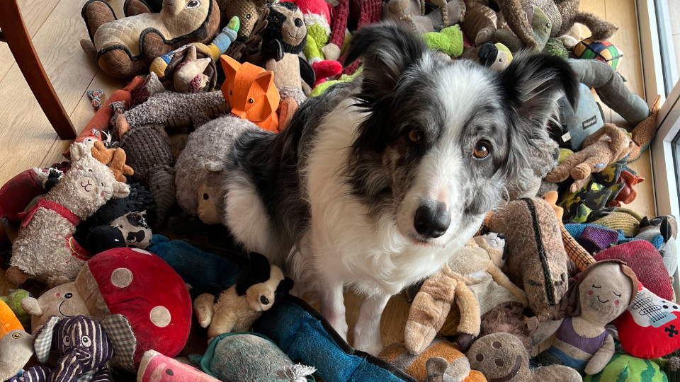 Wie einige Hunde zu „Wort-Genies“ werden Wie einige Hunde zu „Wort-Genies“ werden