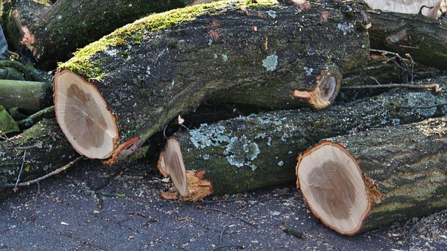 Vollsperrung wegen Baumfällarbeiten