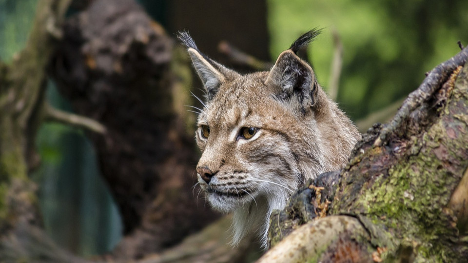 Keine Probleme mit Wolf und Luchs in Jena Keine Probleme mit Wolf und Luchs in Jena