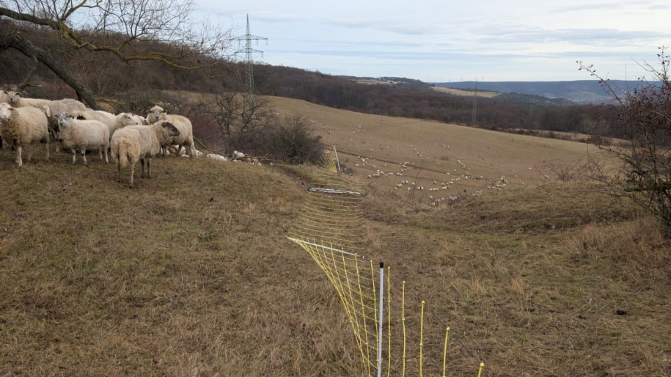 Beschädigung von Weidezäunen