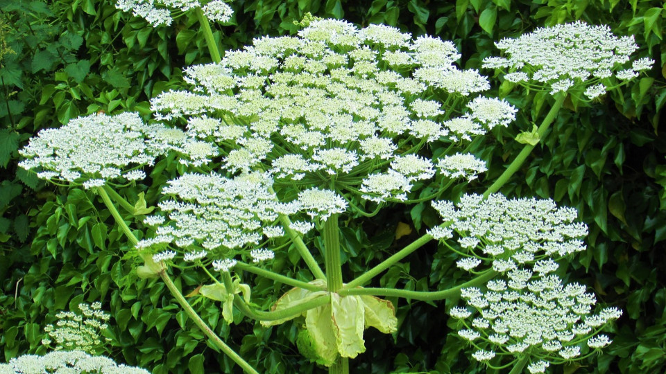 Stadt Jena setzt bei invasiven Arten auf gezielte Bekämpfung Stadt Jena setzt bei invasiven Arten auf gezielte Bekämpfung