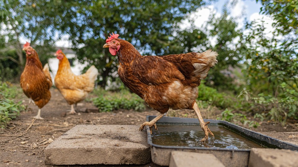 Aufstallungspflicht wegen Geflügelpest aufgehoben Aufstallungspflicht wegen Geflügelpest aufgehoben