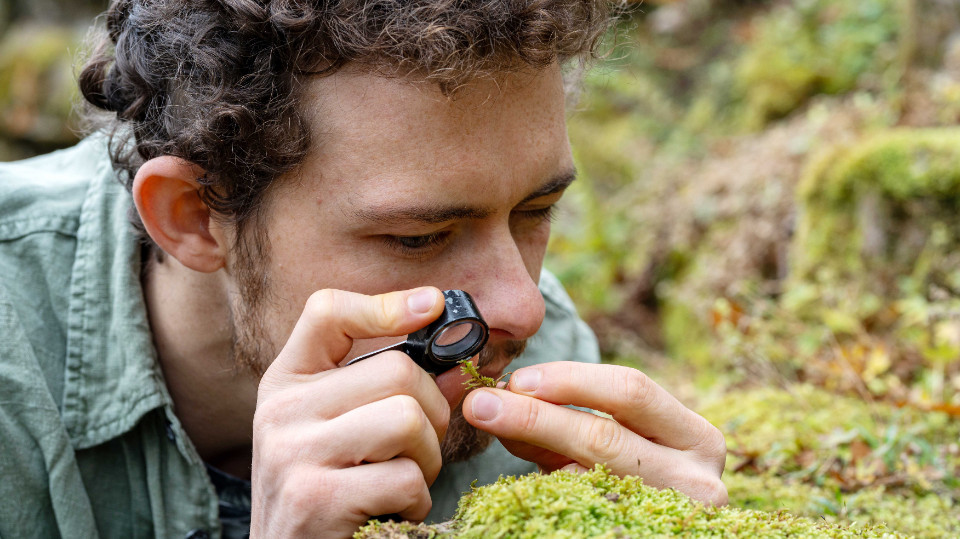 Moose helfen bei der Stickstoffreduktion des Waldes Moose helfen bei der Stickstoffreduktion des Waldes