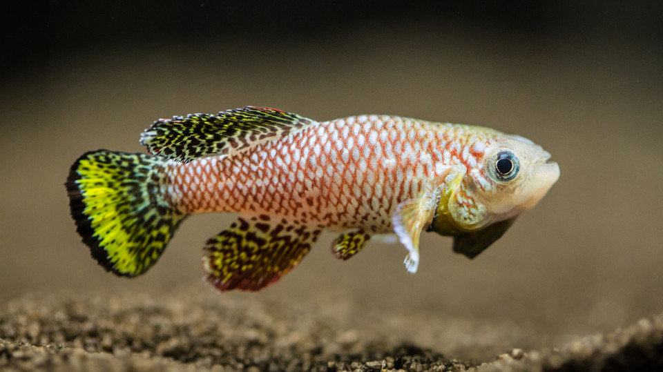 „KreDiT RNA“ untersucht ribosomale RNA bei Krebs und Alternsprozessen  