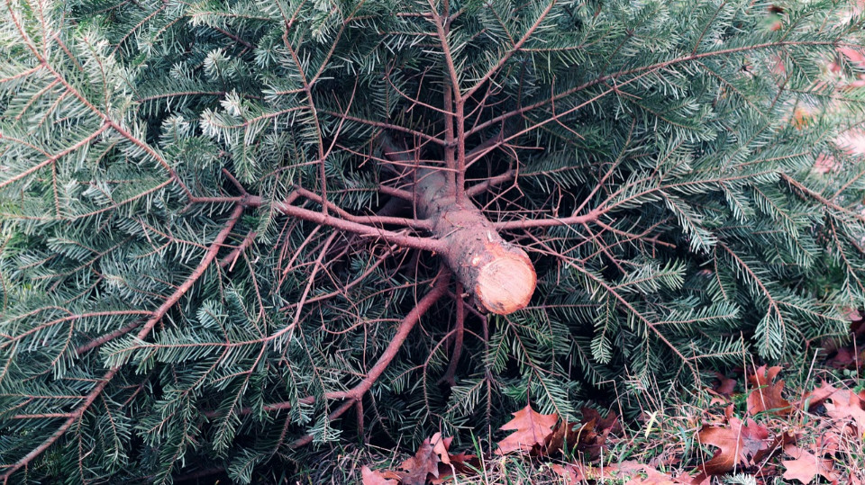 Weihnachtsbaumweitwurf auf dem Westsportplatz