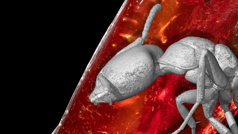 Sehr gut erhaltene Ameise in Goethes Bernstein