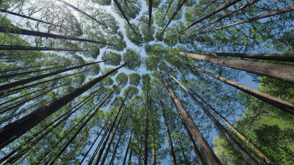 Feierabendvortragsreihe „Waldgeflüster“
