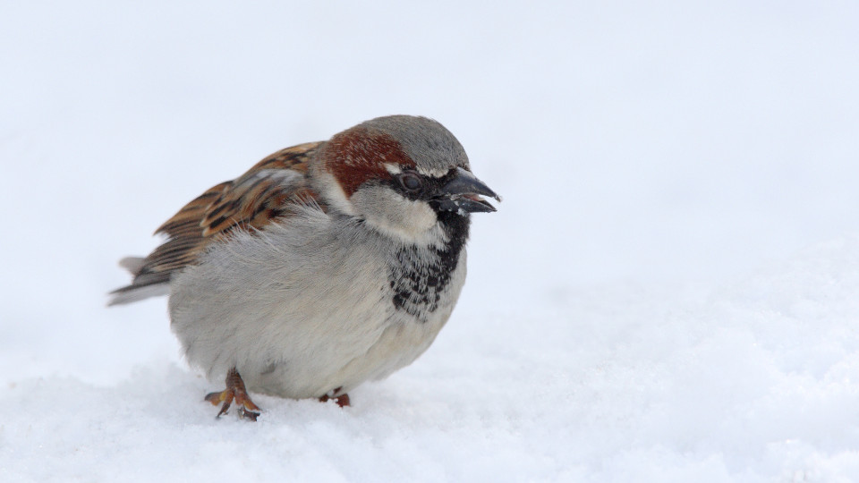 Spitzenreiter Haussperling im Sinkflug 