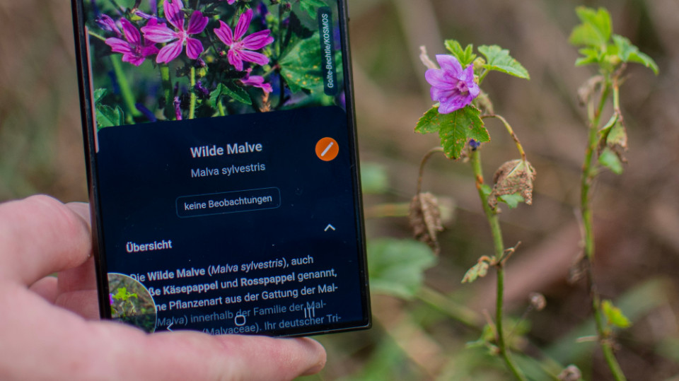 Pflanzen als Umweltsensoren