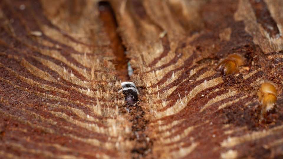 Pilz neutralisiert die Abwehr von Borkenkäfern