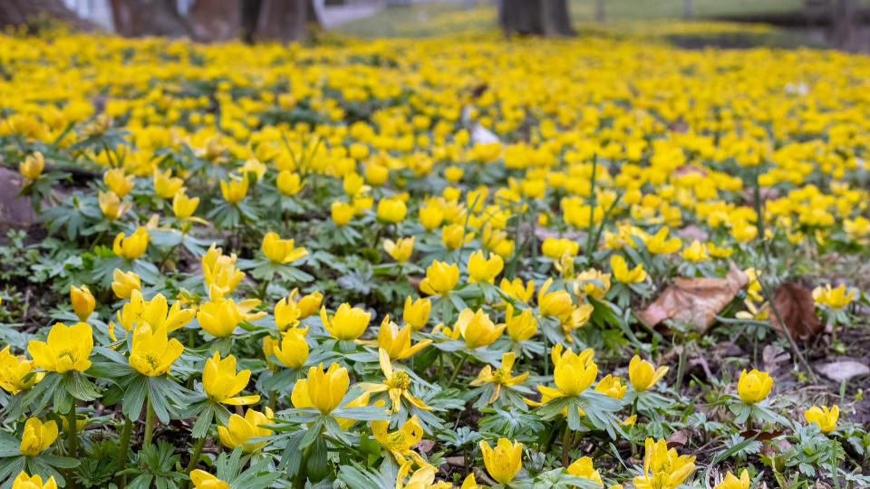Natur-Ranger laden zur Winterlings-Wanderung ein