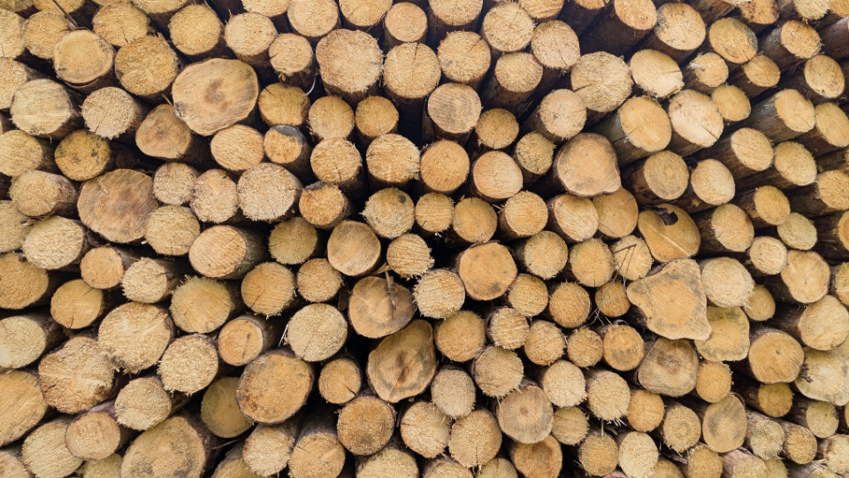 Kein Verkauf von Holz am Schloss Thalstein