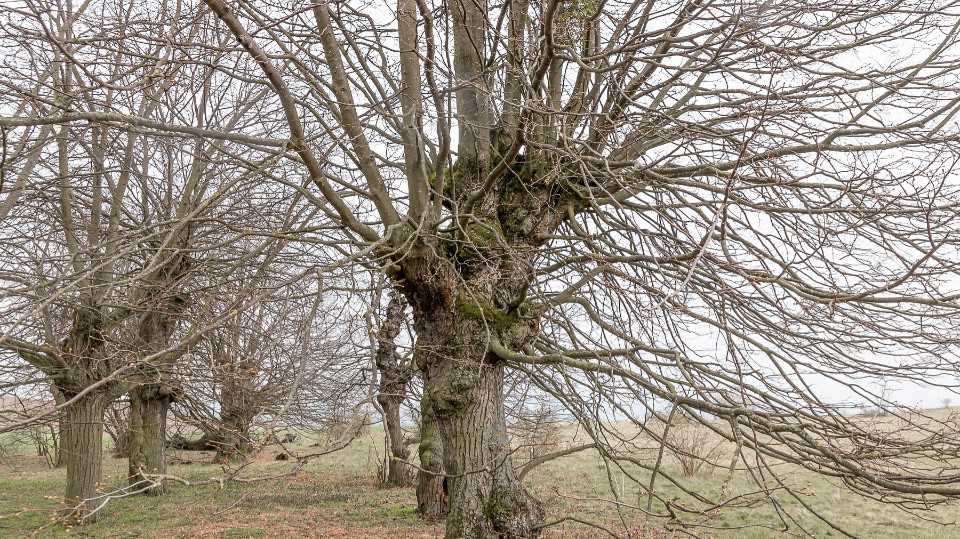 Baumpflegearbeiten an der Kopf-Lindenallee