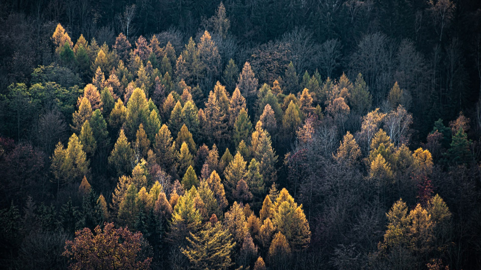„Waldgeflüster“: Moderne Jagd im Fokus