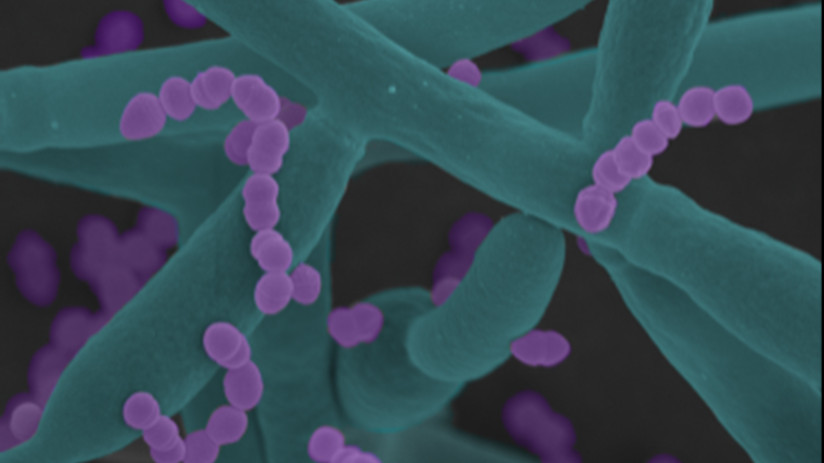 Wenn das Zusammenspiel zwischen Pilz und Bakterium zur gefährlichen Allianz wird 