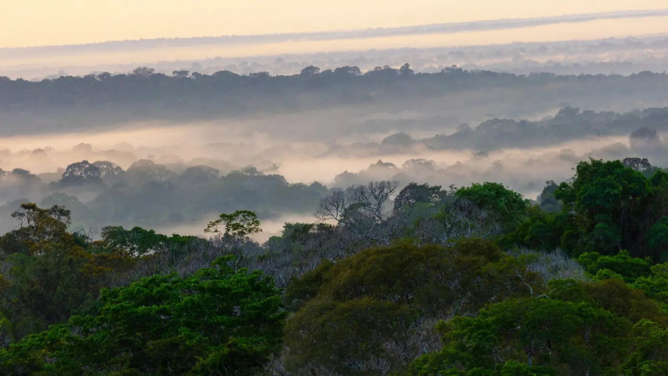 Studie: Amazonas wurde 2023 zeitweise zur Kohlenstoffquelle