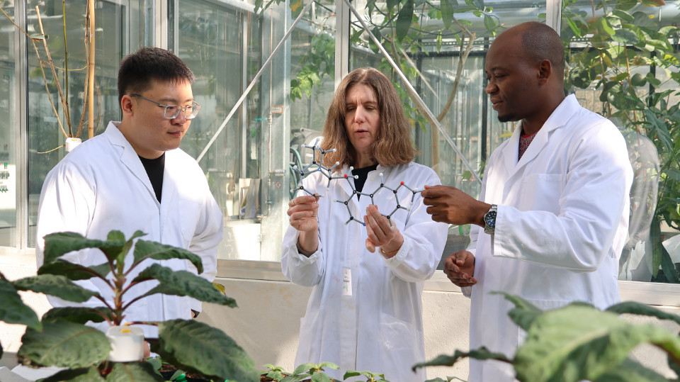 Geheimnis der Biosynthese von Chinin aufgeklärt 