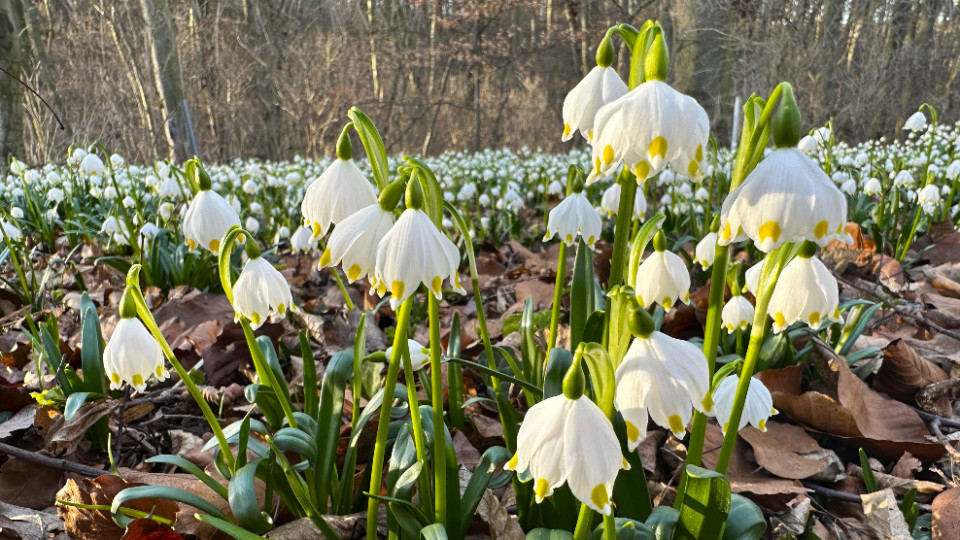 Ranger-Wanderung zu den Märzenbechern