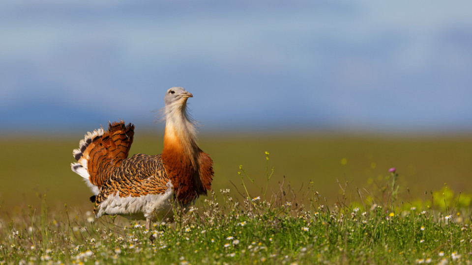 NAJU lädt zu Vogel-Camp ins Havelland ein