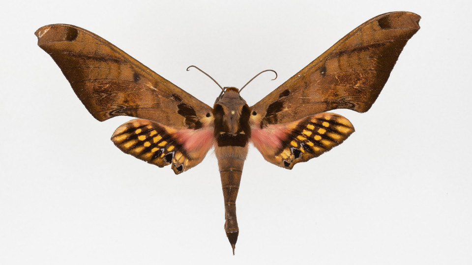 Schmetterlinge automatisch analysieren