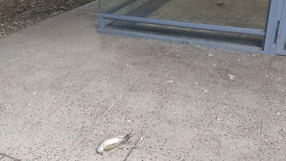 Neues Meldeportal soll Vogelschlag in Jena erfassen