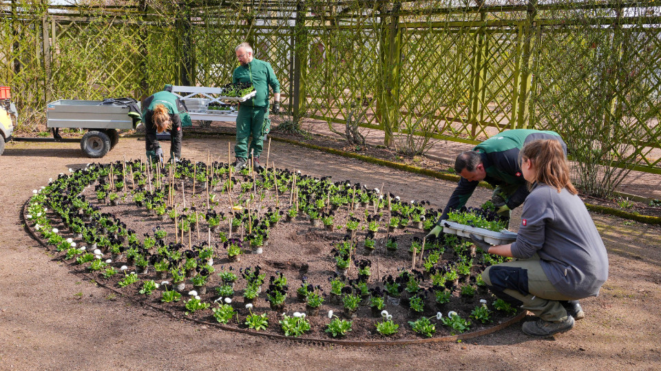 Frühlingsblumen in den Dornburger Schlossgärten
