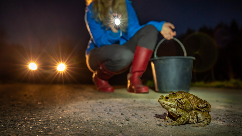Amphibienwanderung - NABU bittet Autofahrer um Rücksicht 