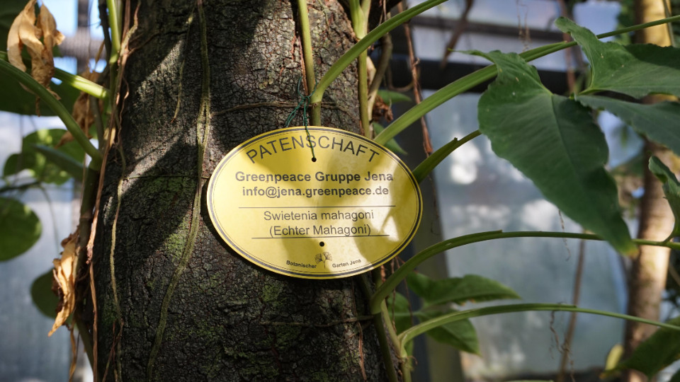 Greenpeace Jena erneuert Baumpatenschaft 