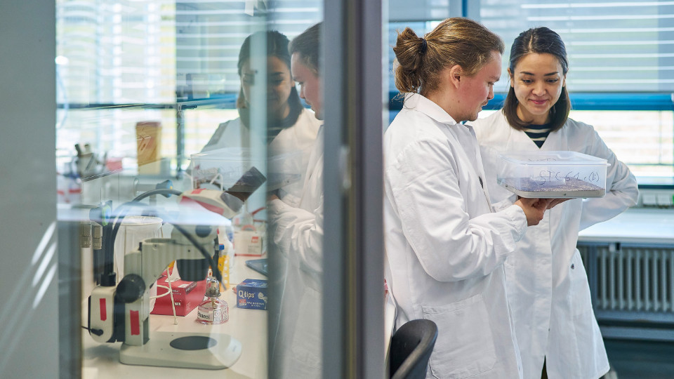 Ameisenlarven steuern Eltern mit Duftstoff