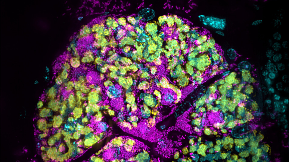 Millionen Jahre alte Insekten-Symbiosen sind fragiler als gedacht 