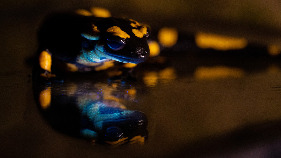 Feuersalamander leuchtet unter UV-Licht
