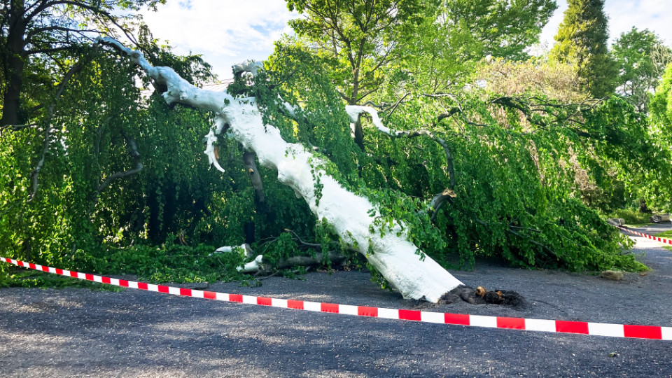Trauerbuche im Botanischen Garten umgestürzt