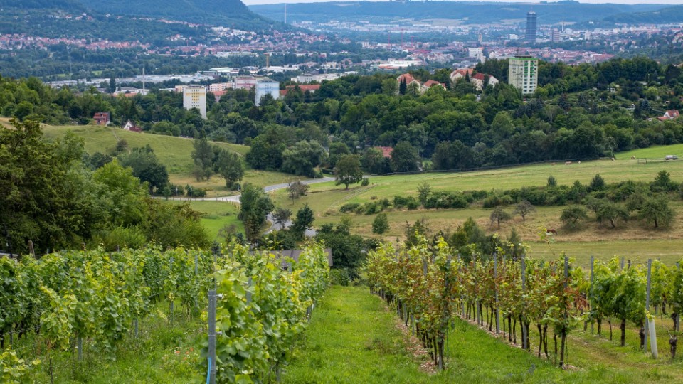 Gold für Weißburgunder vom Käuzchenberg 