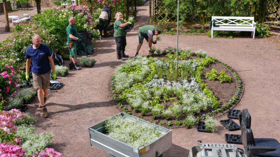 Sommerblumen für Dornburger Schlossgärten
