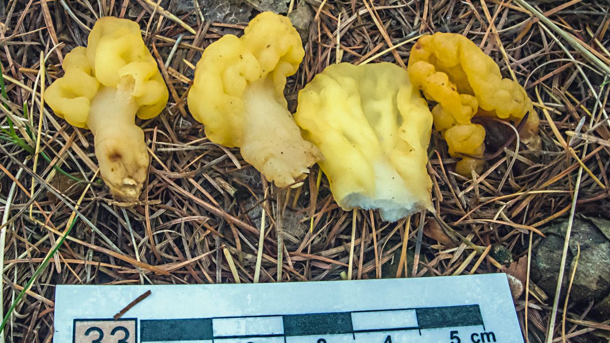 Pilze in der Bergbaufolgelandschaft ABG.TV