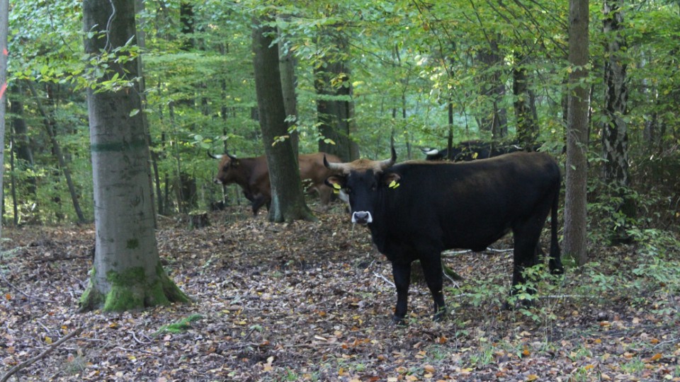 Vortrag-Biodiversit-tsentwicklung-durch-Rinderbeweidung
