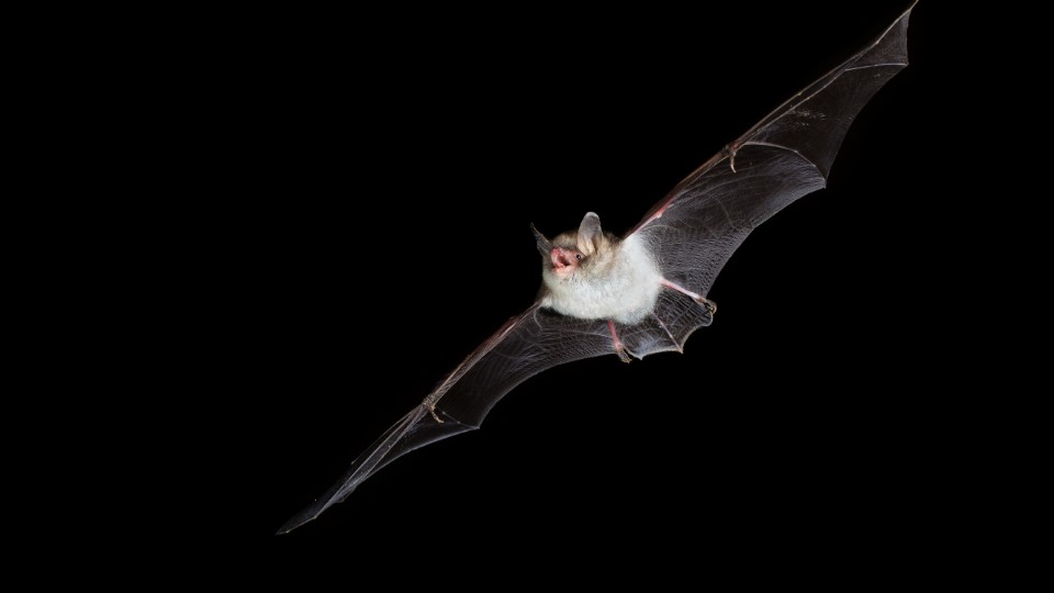 Bat-Night-in-Altenburg