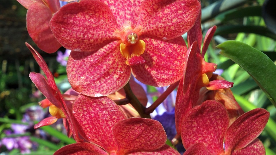 Aktuelle-Trends-und-Tipps-f-r-Orchideen-Blumenstr-u-e